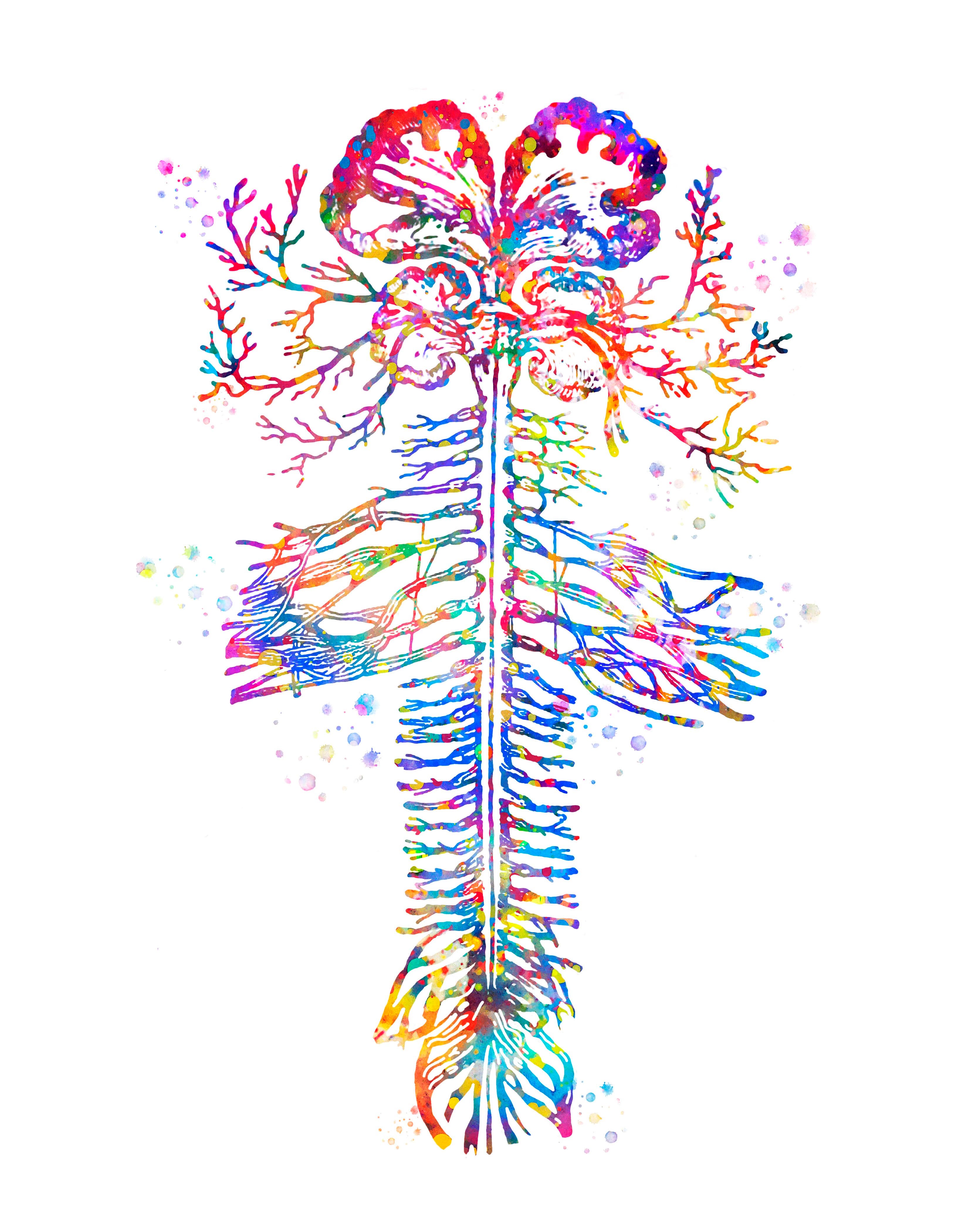 Prenatal chiropractic illustration